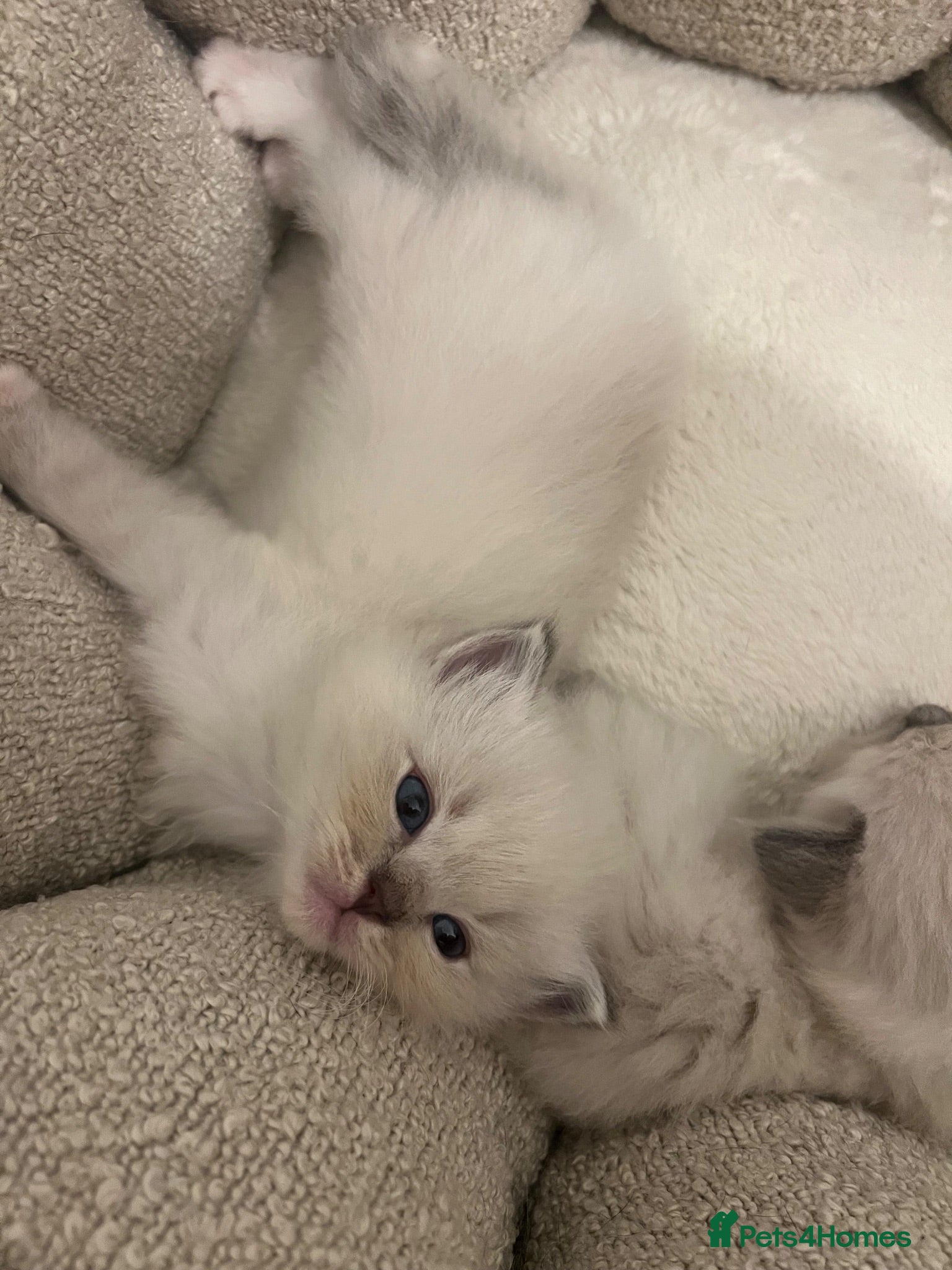 Ragdoll cats LAST Ragdoll kitten ready September  - Advert 1
