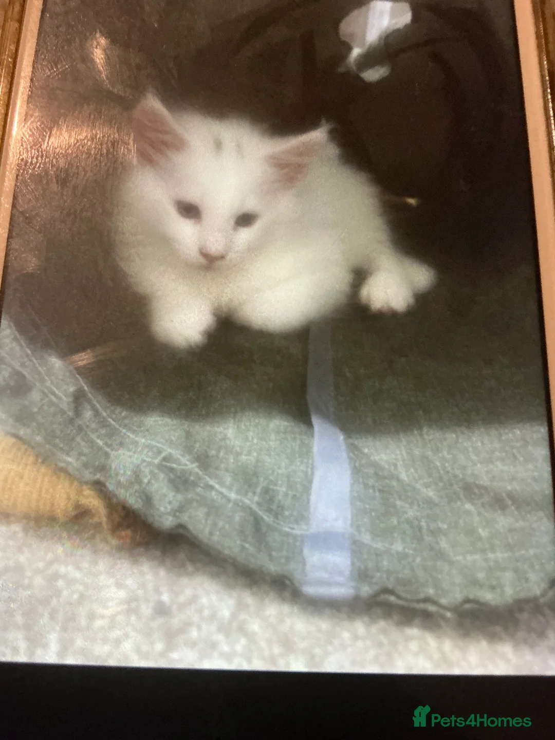 Maine Coon cats for sale: Beautiful White Maine Coons Ready Now  - Advert 5
