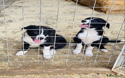 Border Collie dogs for sale: Beautiful border collies - Image 1
