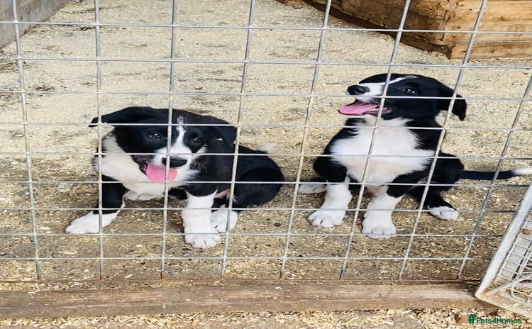 Border Collie dogs - Advert 1