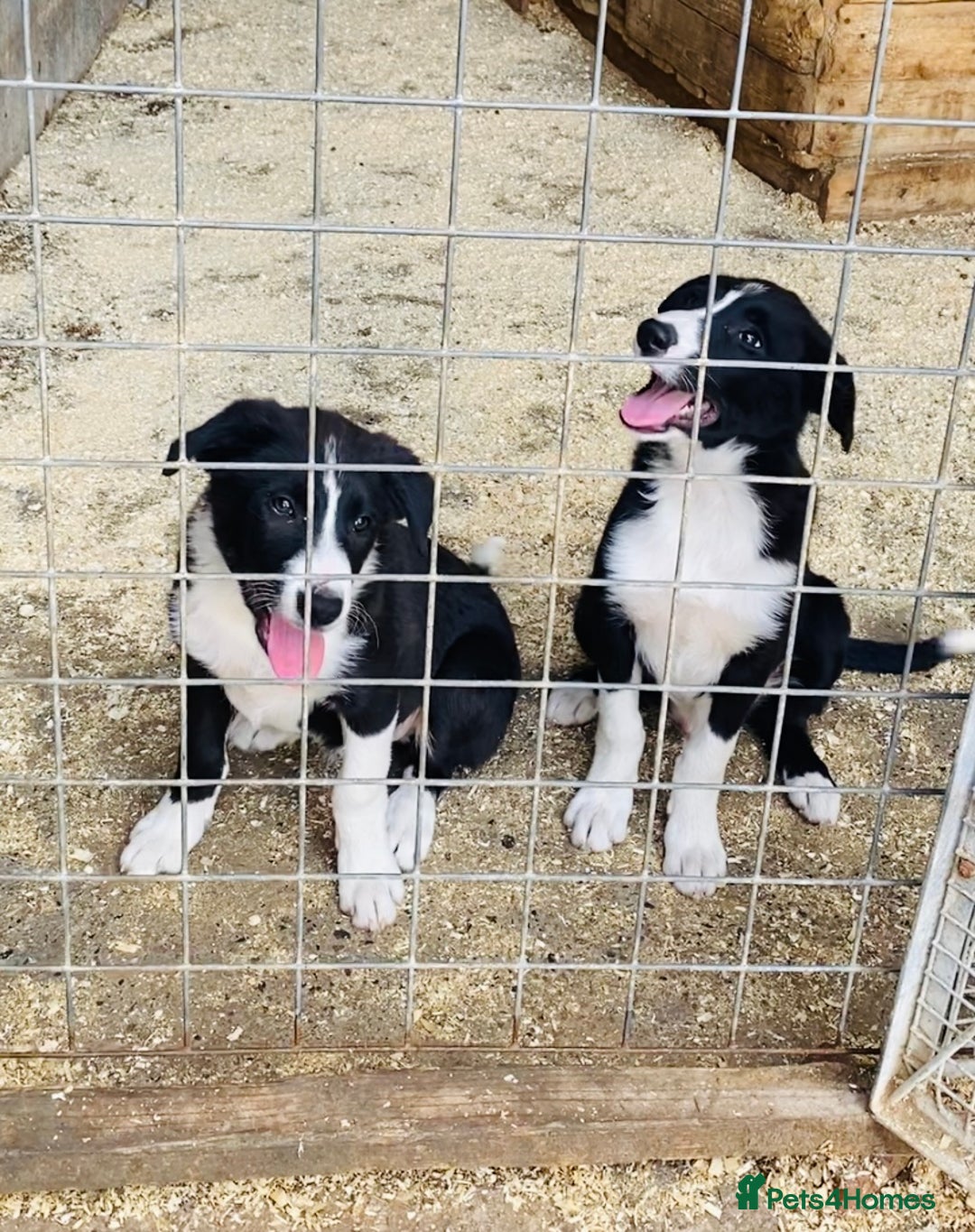 Border Collie dogs for sale: Beautiful border collies - Image 1