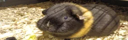 Guinea Pig rodents for sale: Guinea pig for sale + food and bedding - Advert 2