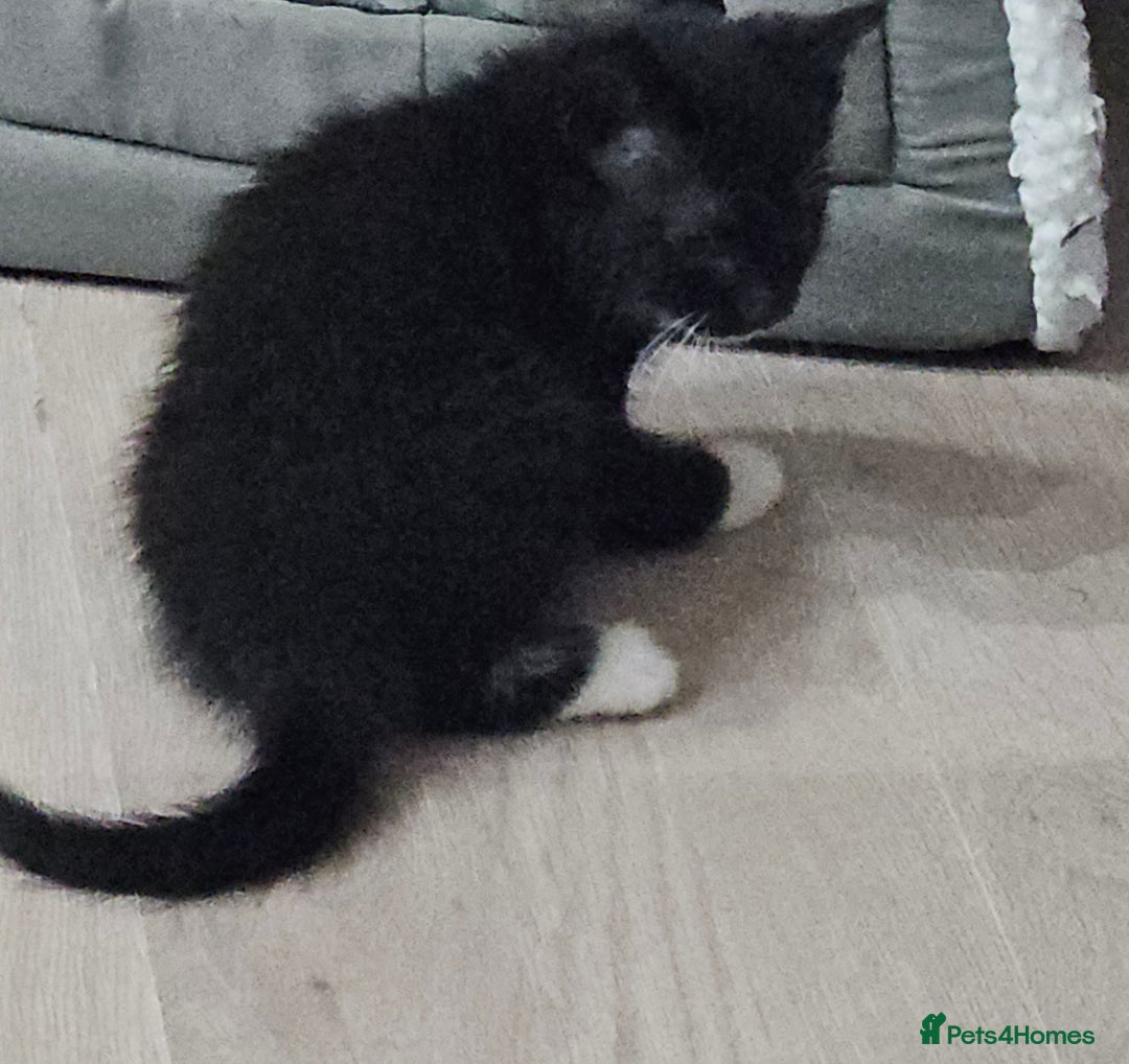 Mixed Breed cats for sale: Night Fury" Kittens Ready for Their new friends - Advert 4