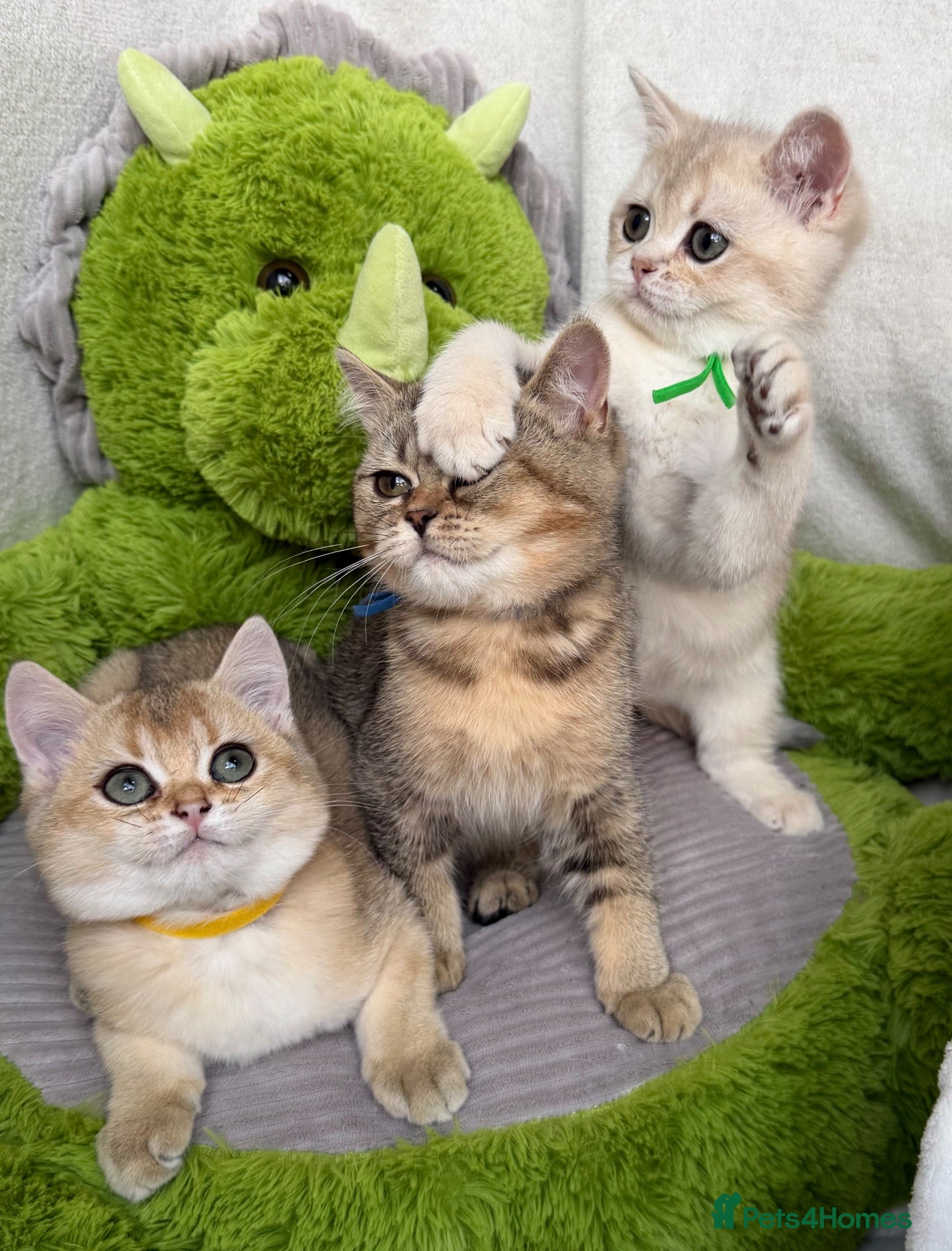 British Shorthair cats Adorable British Shorthair golden kittens   - Advert 3