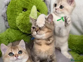 British Shorthair cats Adorable British Shorthair golden kittens - Advert 2