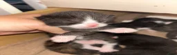 Mixed Breed cats for sale: 5 Mixed Bengal Kittens  in Bristol - Advert 14