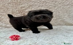 Shar Pei dogs for sale: REDUCED*READYNOW Beautiful bear/brush shar peis  - Image 5