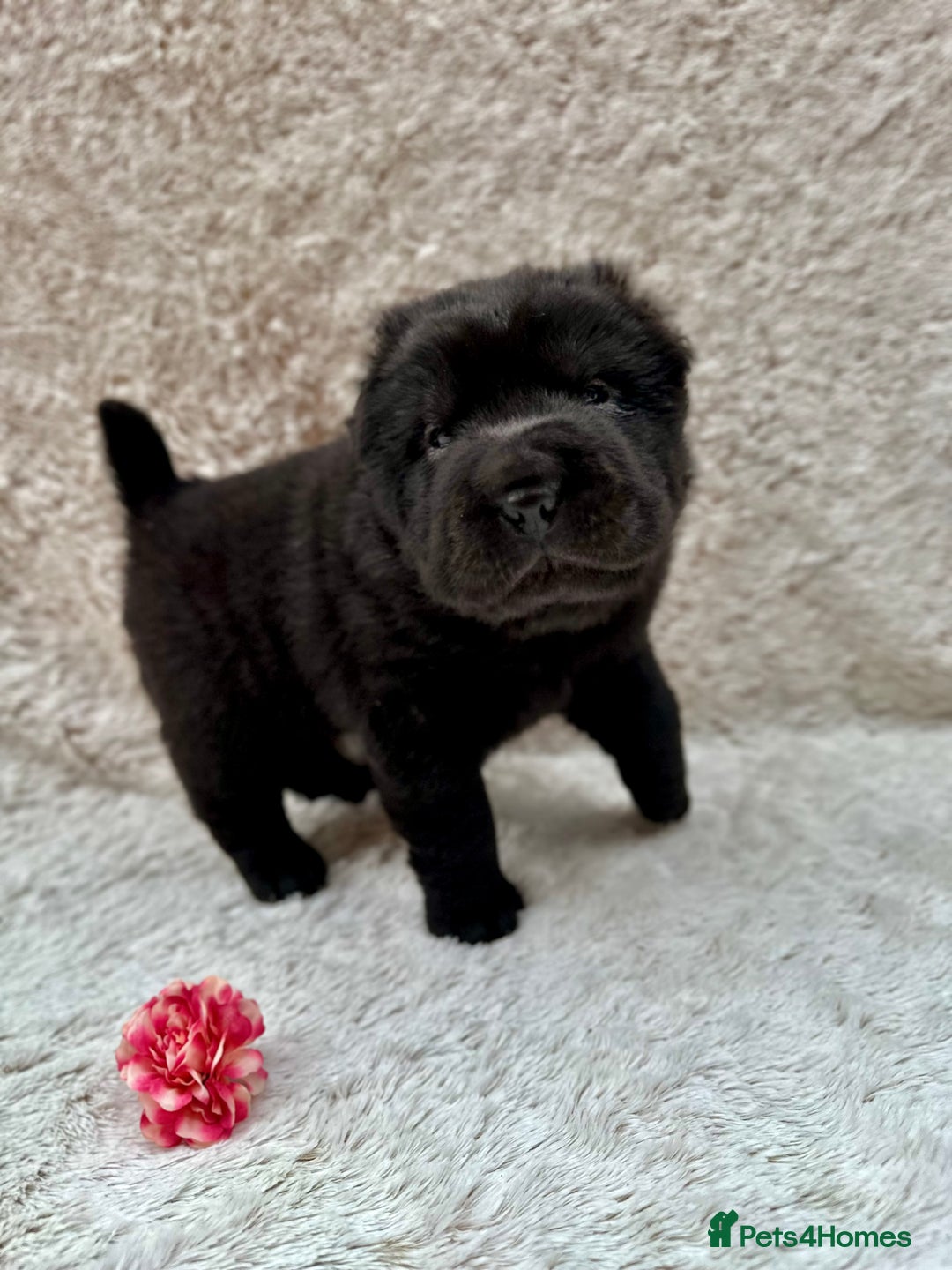 Shar Pei dogs for sale: REDUCED*READYNOW Beautiful bear/brush shar peis  - Image 5