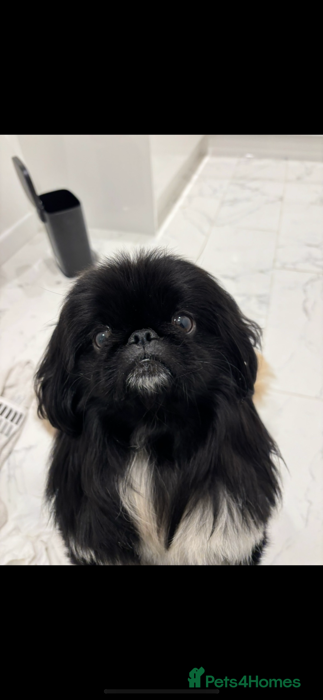 Pekingese dogs for stud: KC REGISTERED PEKINGESE - Advert 1