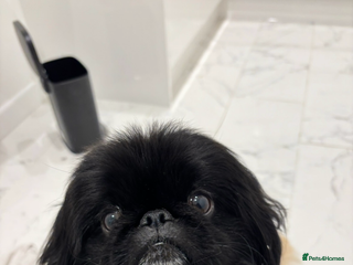 Pekingese dogs KC REGISTERED PEKINGESE - Advert 13