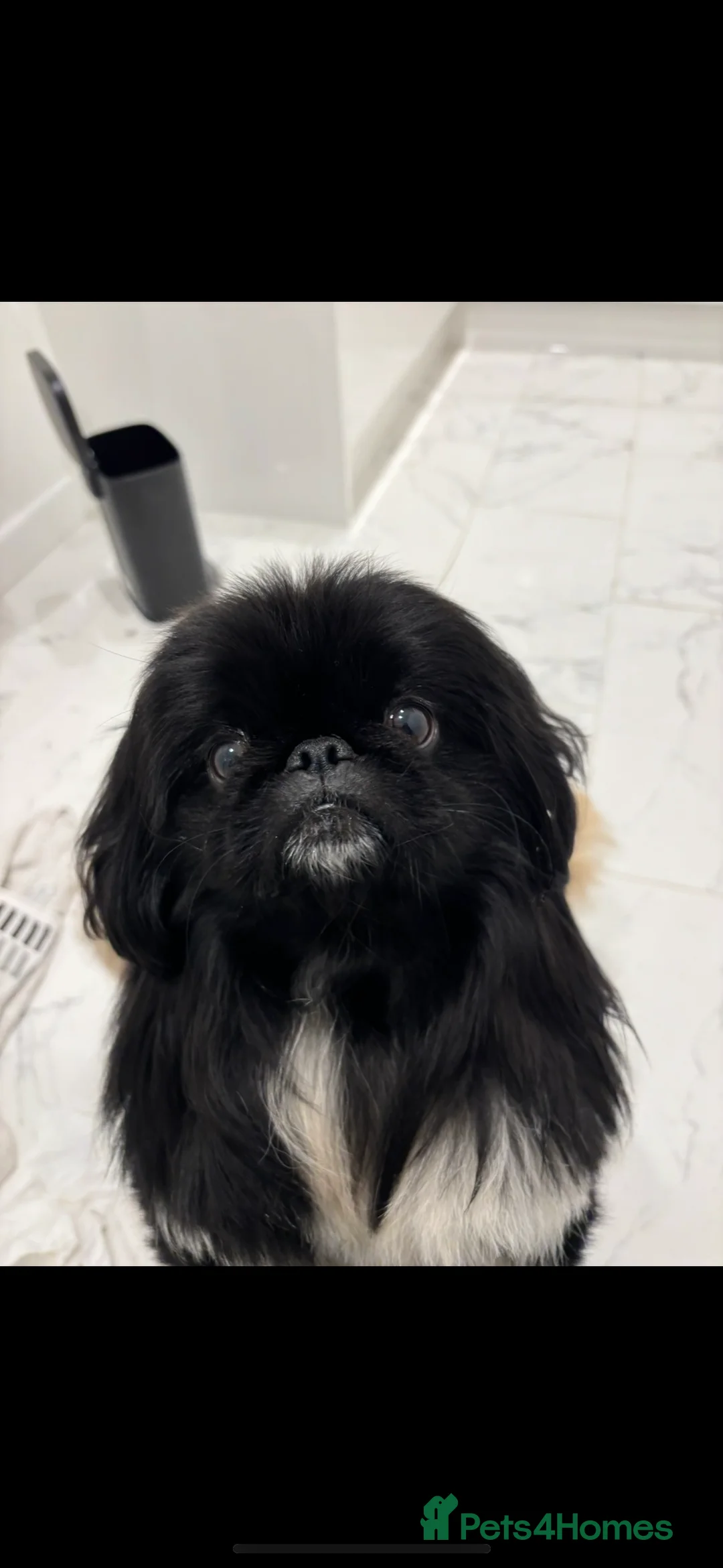 Pekingese dogs for stud: KC REGISTERED PEKINGESE - Advert 1