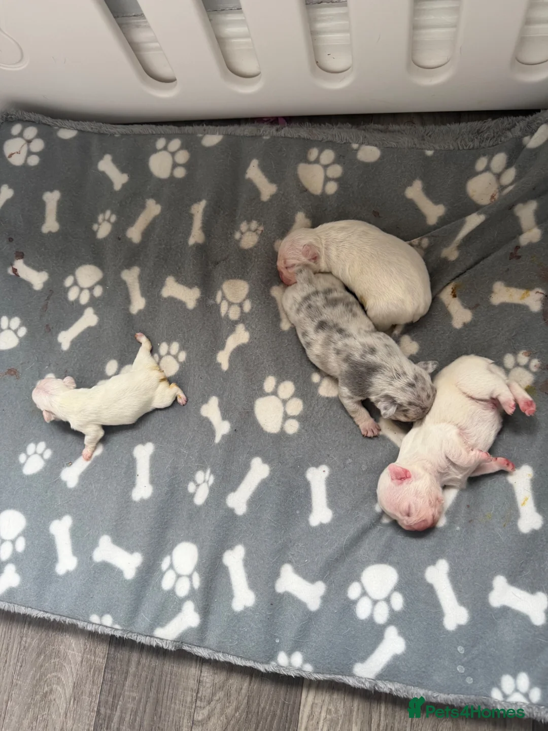 French Bulldog dogs for sale: French bulldog carrying fluffy - Advert 12