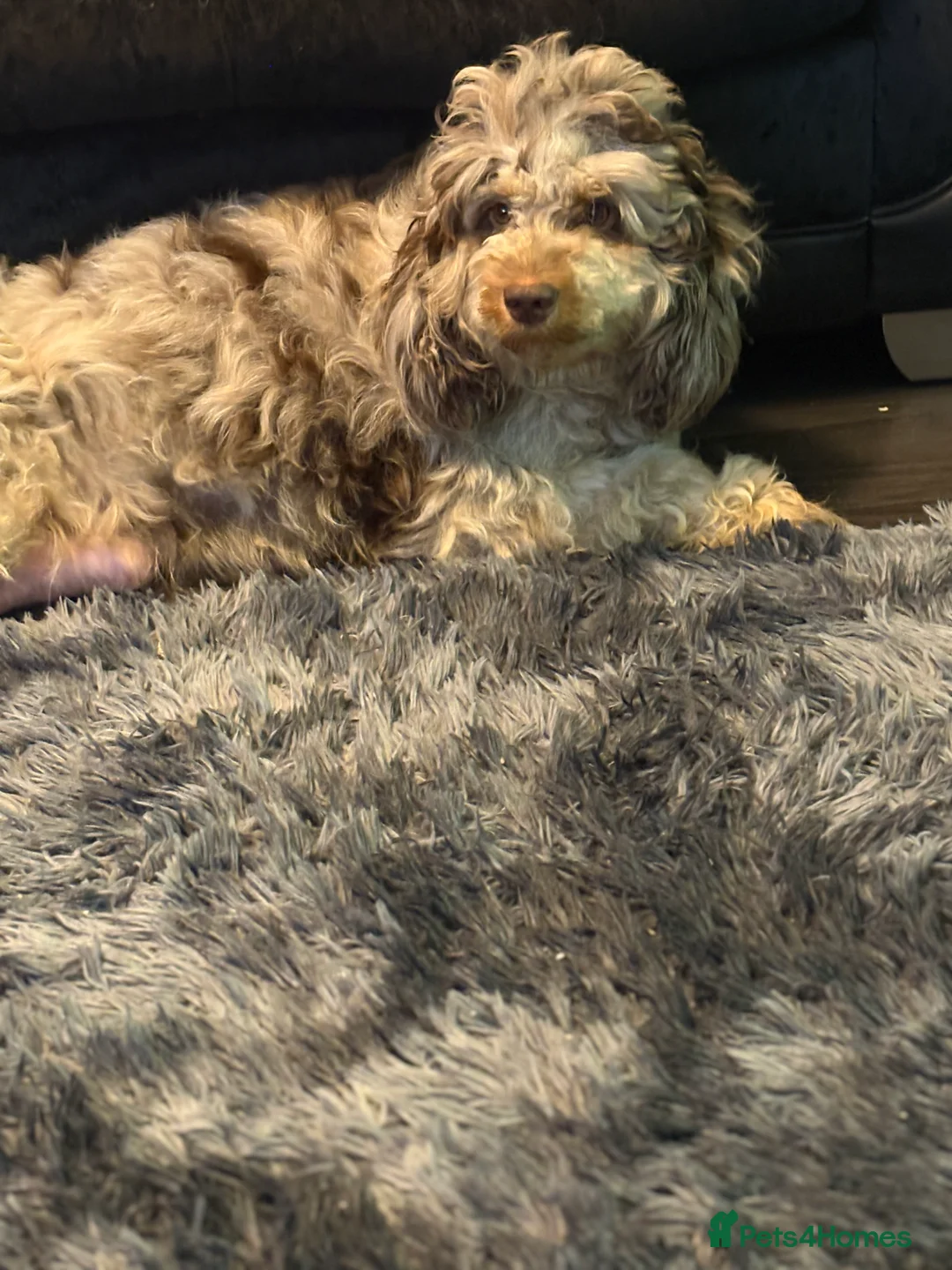 Mixed Breed dogs for sale: Cavapoo Puppies  - Advert 10