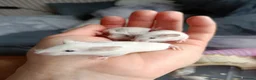 Mouse rodents for sale: 7 friendly female baby mice seeking homes - Advert 1
