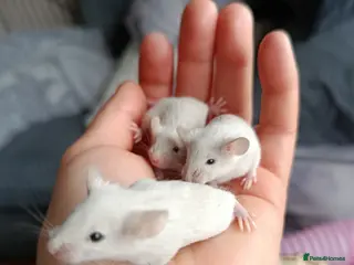 Mouse rodents 6 friendly female baby mice seeking homes - Advert 1