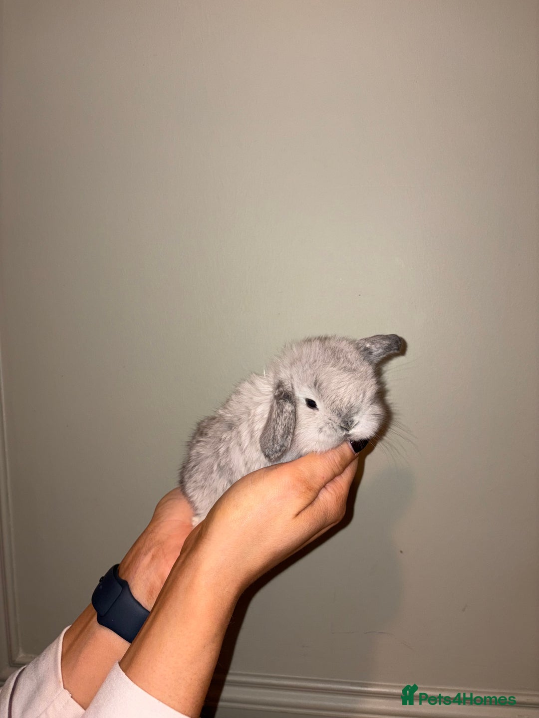 Mini Lop rabbits for sale: Mini lop bunnies  - Advert 1