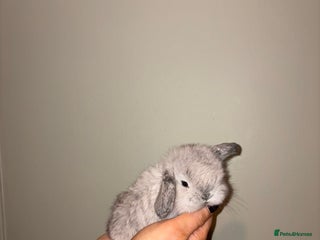 Mini Lop rabbits Mini lop bunnies - Advert 6