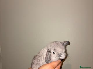 Mini Lop rabbits Mini lop bunnies - Advert 2