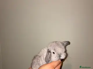 Mini Lop rabbits Mini lop bunnies - Advert 11