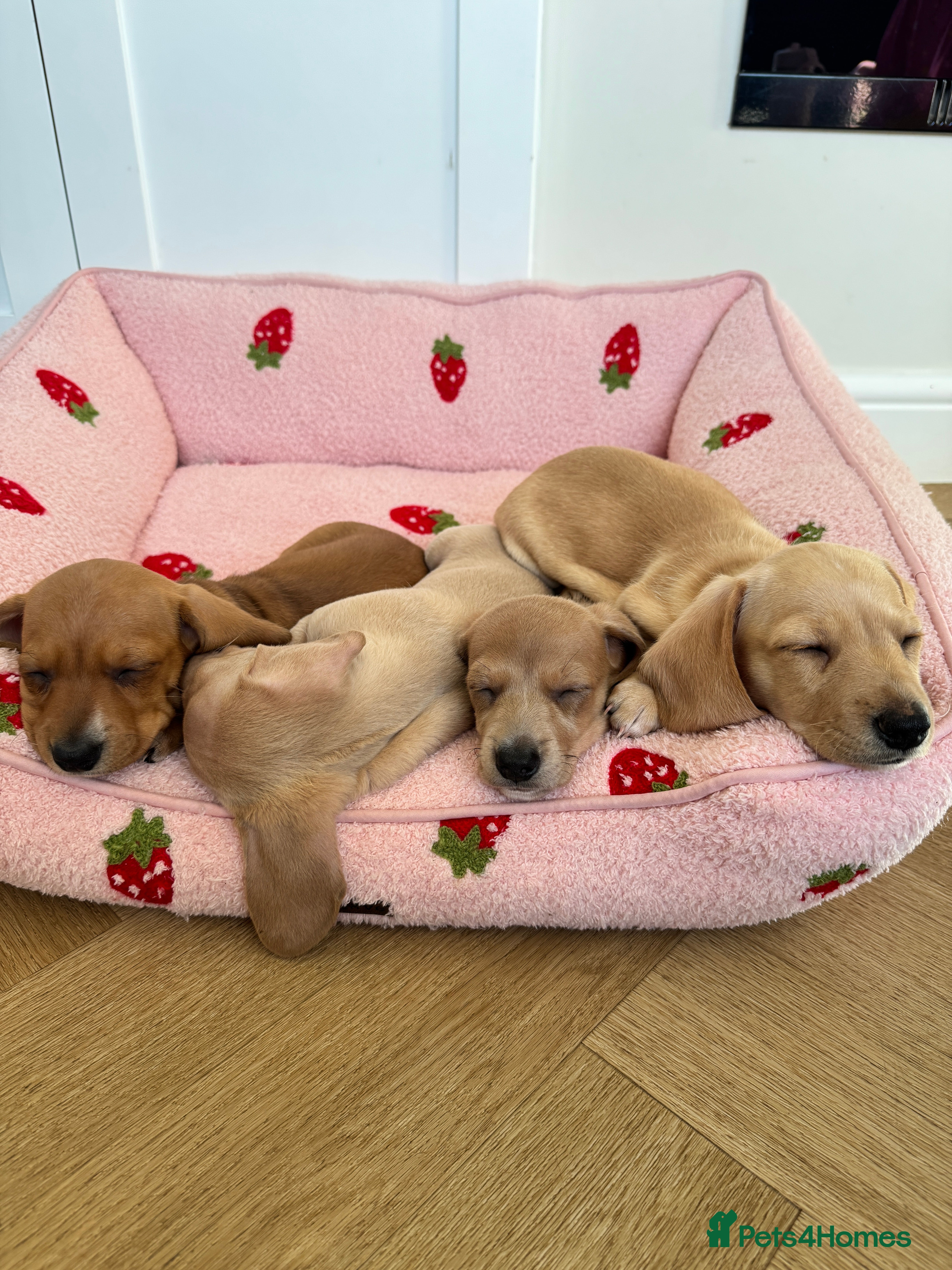 Miniature Dachshund dogs ✨ KC Smooth haired cream miniature dachshunds✨ - Advert 2