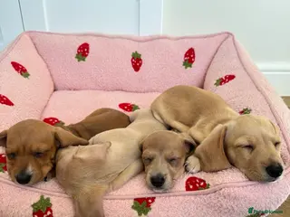 Miniature Dachshund dogs ✨ KC Smooth haired cream miniature dachshunds✨ - Advert 2