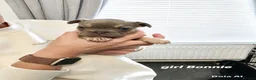 French Bulldog dogs for sale: Kc registered French Bulldog puppies  - Advert 22