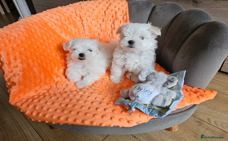 Maltese dogs - Advert 5