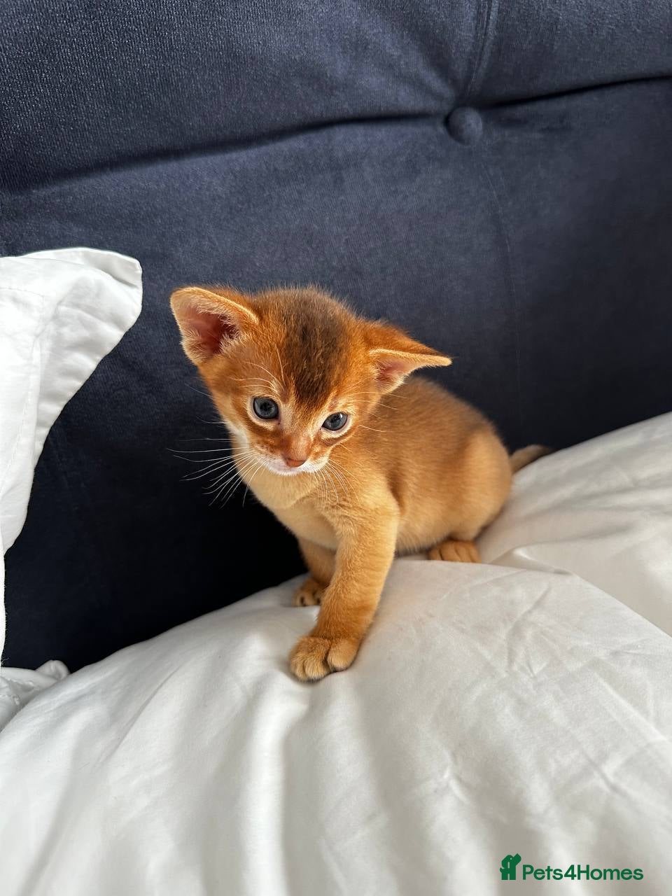 Abyssinian cats Only 1 Girl available 🎀 - Advert 2