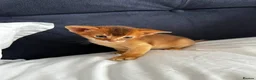 Abyssinian cats for sale: Only 1 Girl available 🎀 - Advert 2