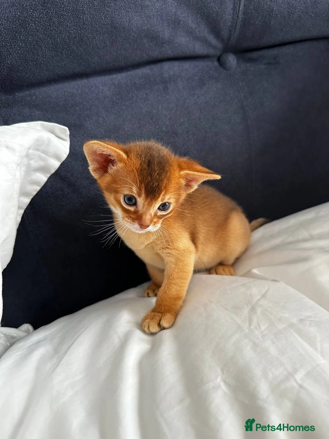 Abyssinian cats for sale: Only 1 Girl available 🎀 - Advert 2