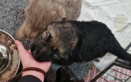 German Shepherd dogs for sale: KC REG GSD PUPPIES FULLY SCORED AND TESTED PARENTS - Image 17