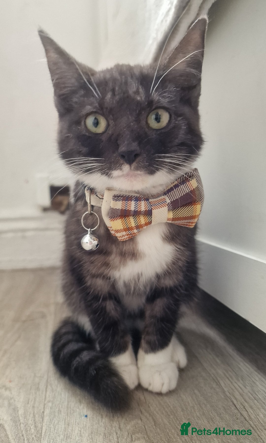 Domestic Shorthair cats Murphy & Mac - Advert 18