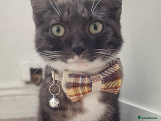 Domestic Shorthair cats - Advert 1