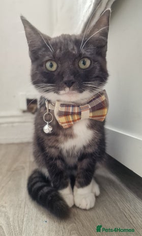 Domestic Shorthair cats - Advert 1