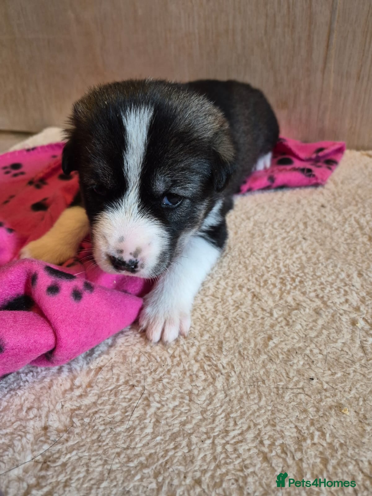 Mixed Breed dogs 75%Husky / 25% labrador. (LABSKI). - Advert 2