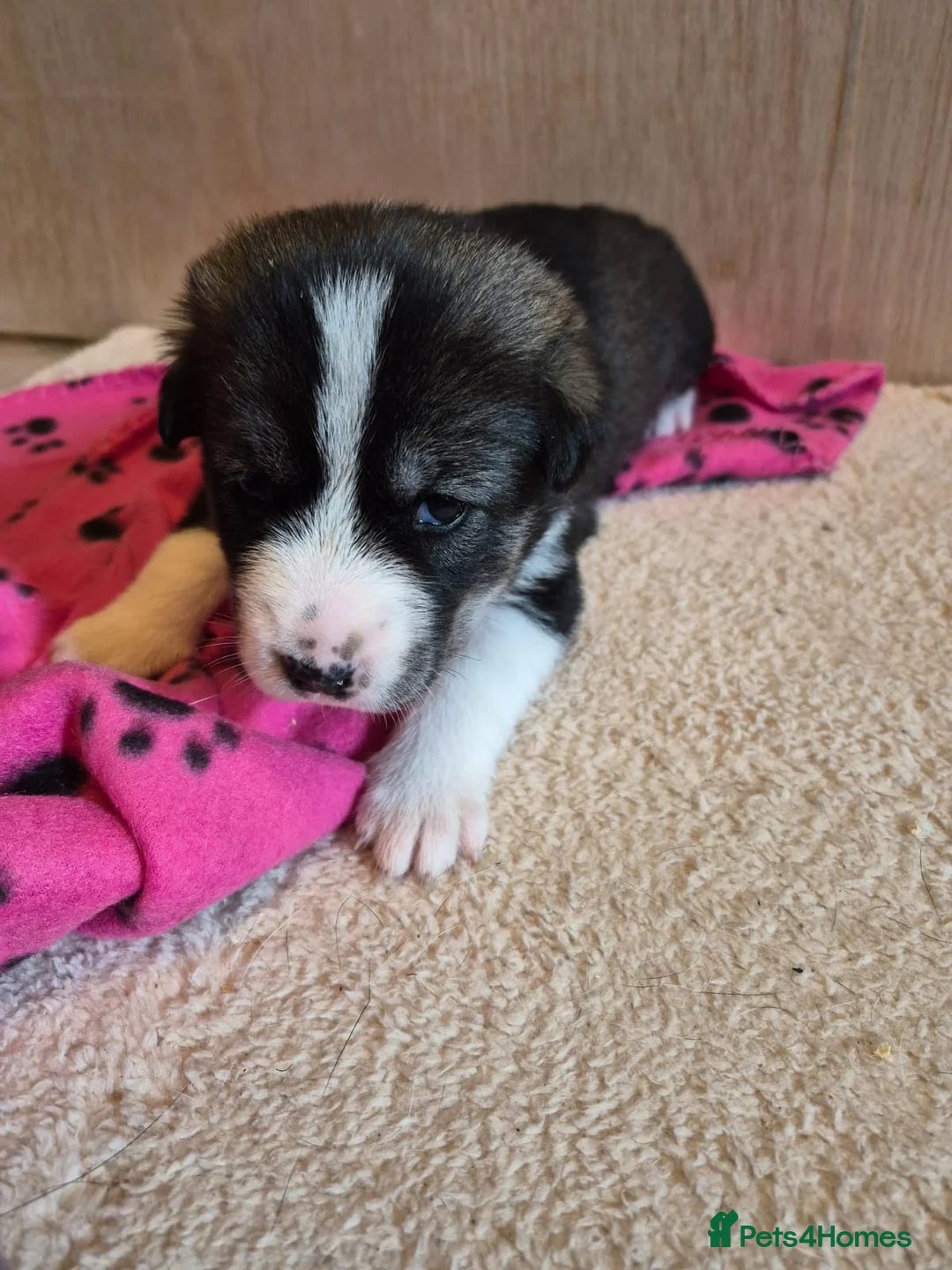 Mixed Breed dogs for sale: 75%Husky / 25% labrador. (LABSKI). in Ipswich - Advert 2