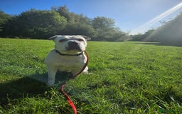 Mixed Breed dogs for adoption: Izzy  - Image 3