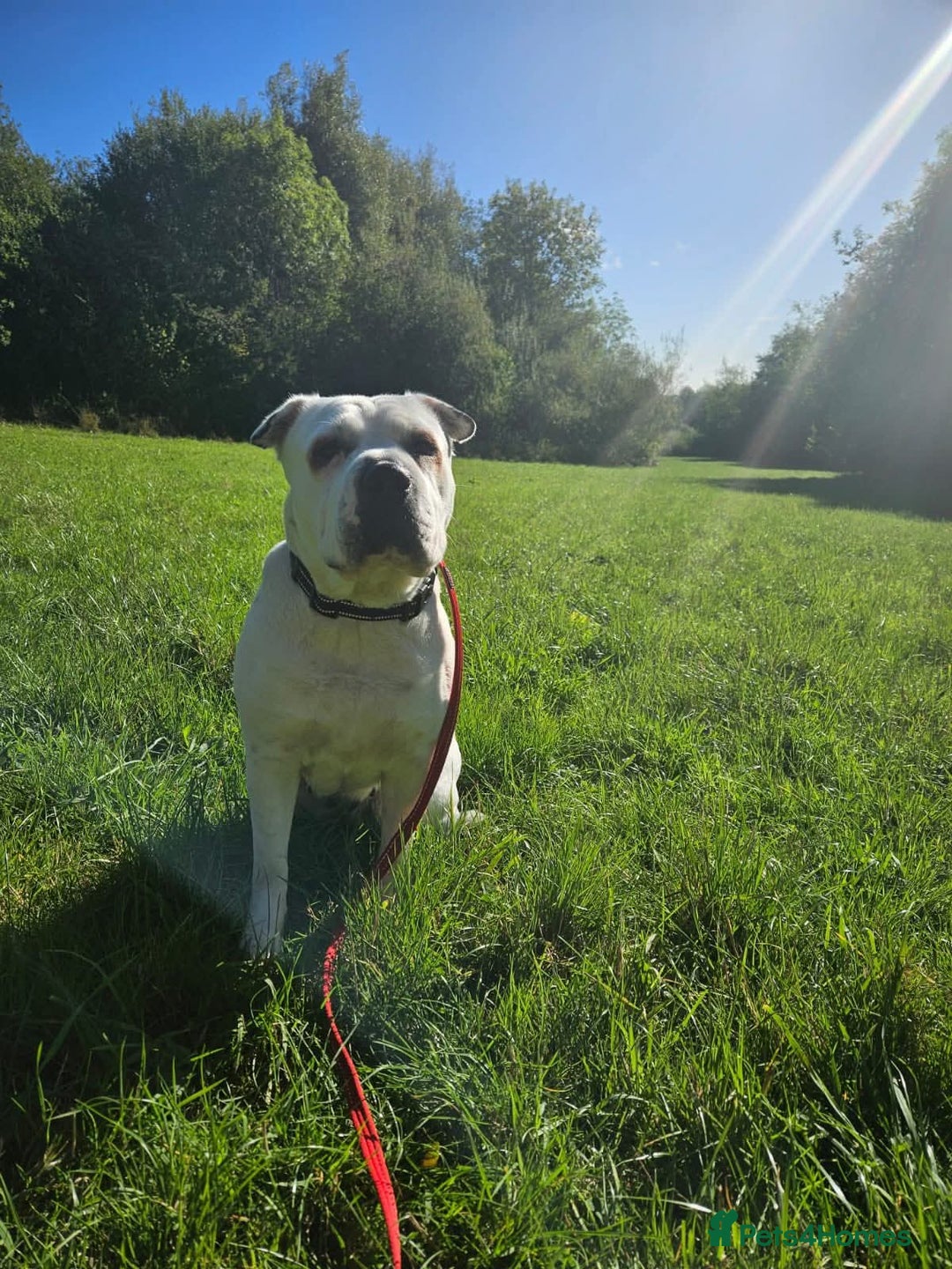 Mixed Breed dogs for adoption: Izzy  - Image 3