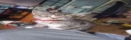 Mixed Breed cats for sale: All female kittens - Advert 3