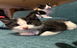 British Shorthair cats for sale: Beautiful tuxedo kittens - Image 17