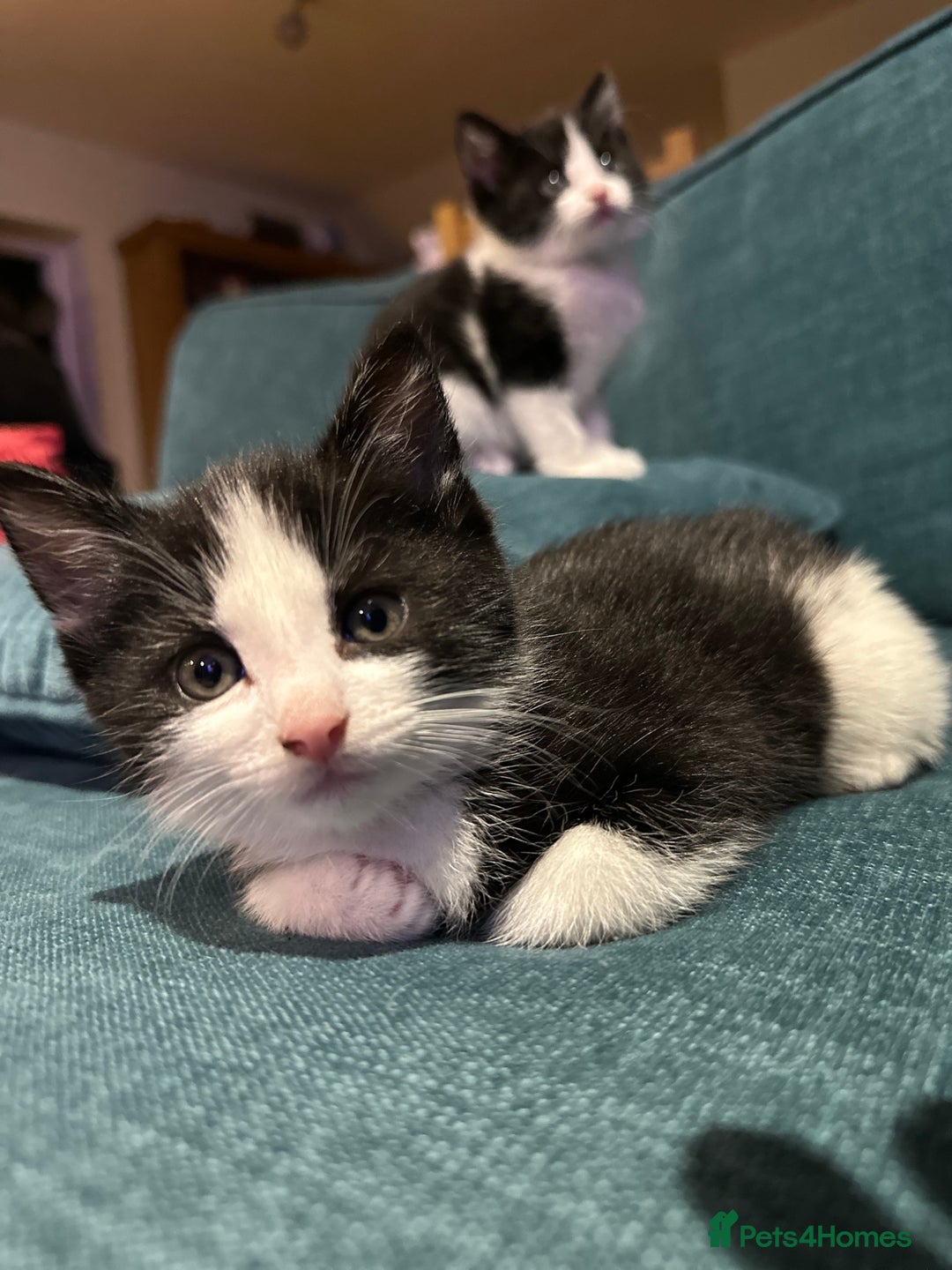 British Shorthair cats for sale: Beautiful tuxedo kittens - Image 17
