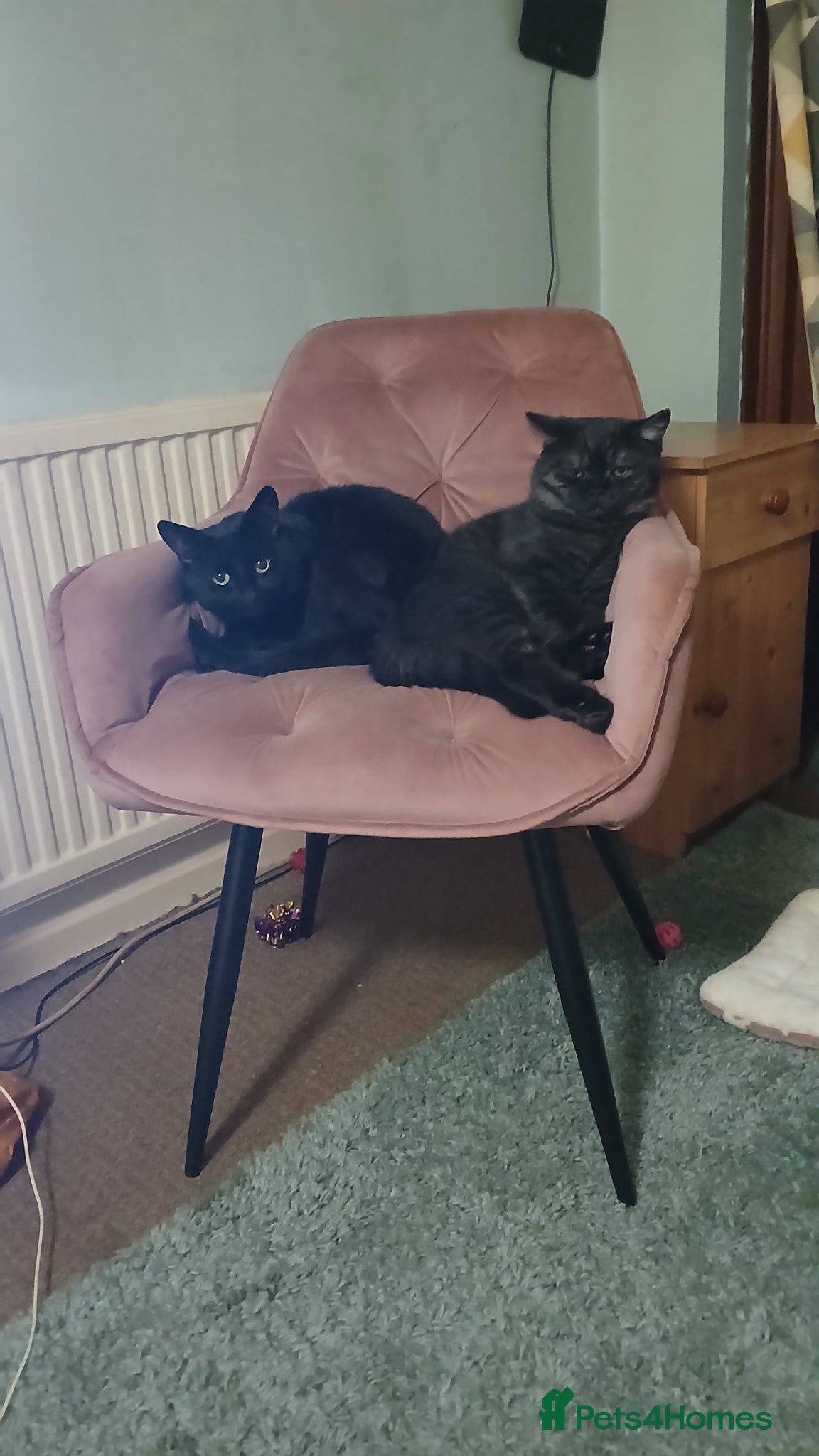 Mixed Breed cats for sale: 2 beautiful cats for sale  - Advert 1