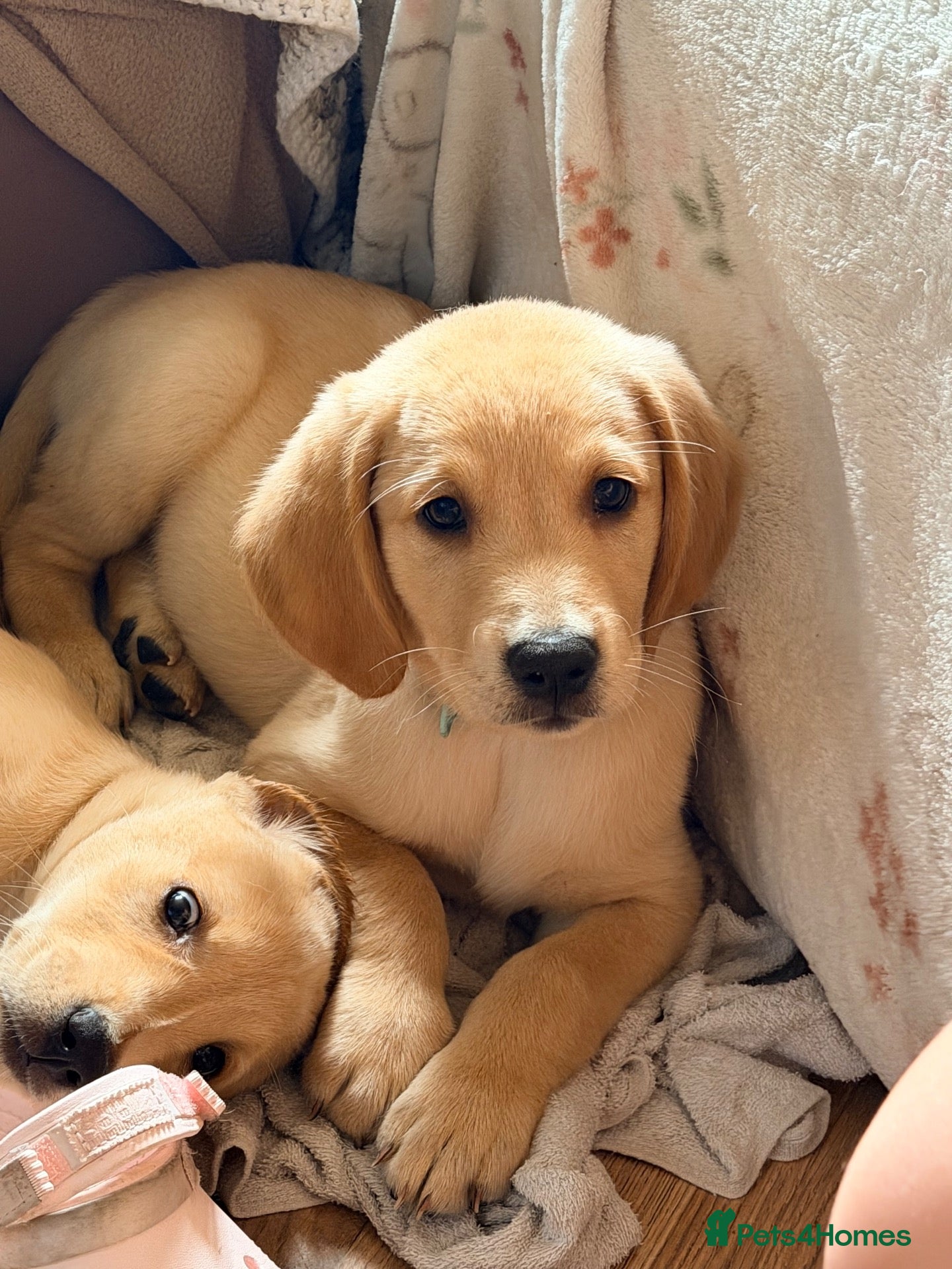 Goldador dogs 🐾 Stunning Goldador puppies 1 boy available 🐾 - Advert 2
