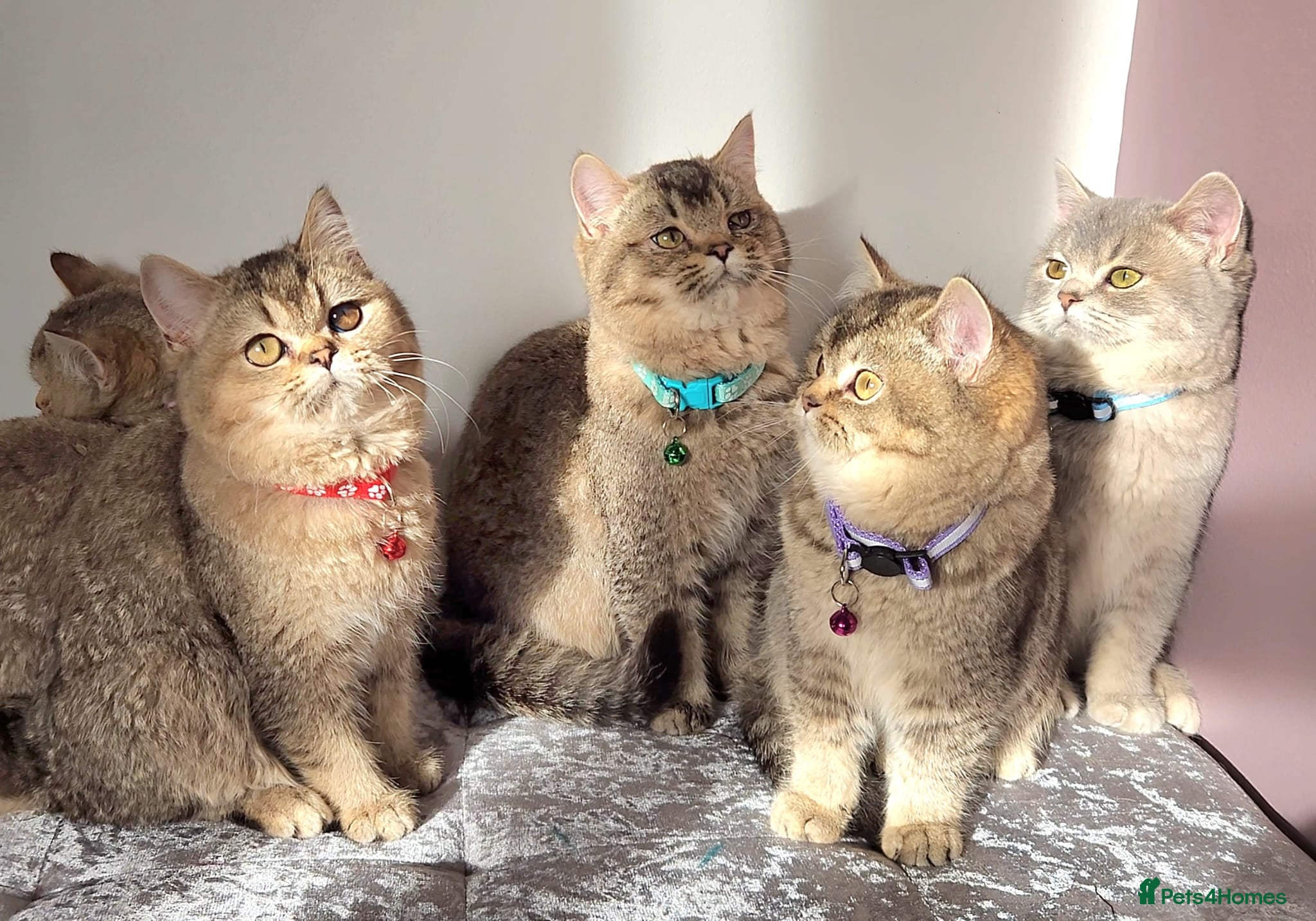 British Shorthair cats Gorgeous British Shorthair Kittens - Advert 9