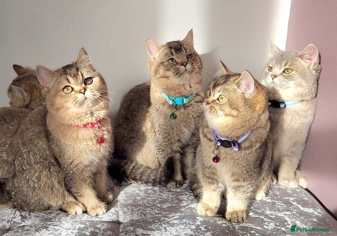 British Shorthair cats for sale: Gorgeous British Shorthair Kittens - Advert 1