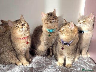 British Shorthair cats Gorgeous British Shorthair Kittens - Advert 4