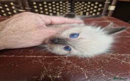 Ragdoll cats for sale: 1 sweet Ragdoll boy looks for a loving family  - Image 20