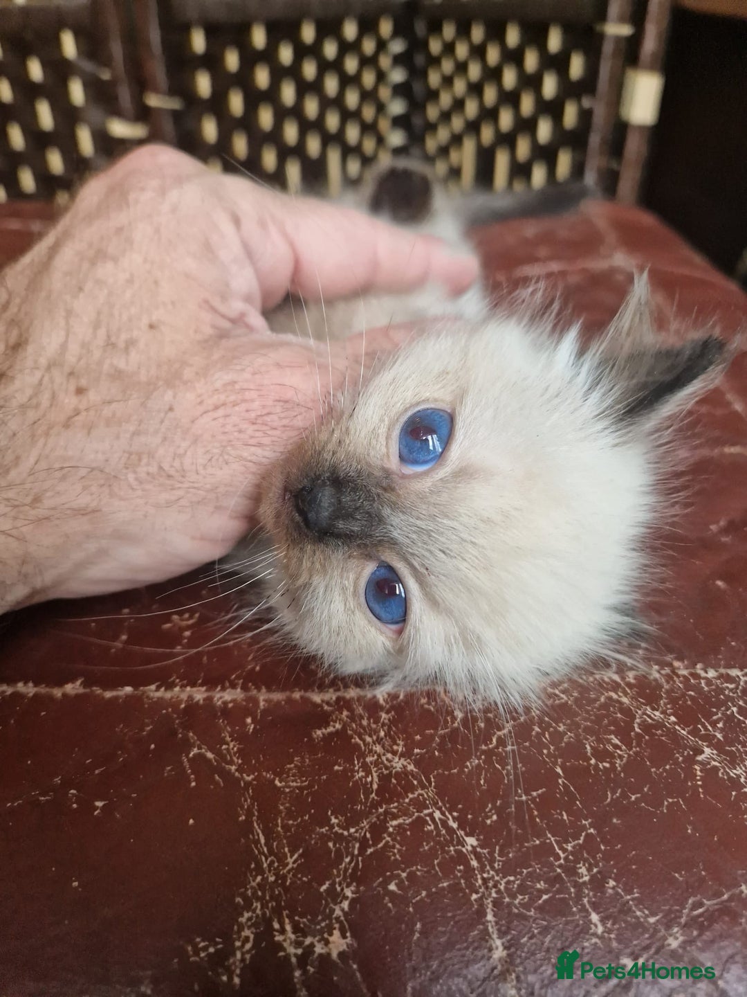 Ragdoll cats for sale: 1 sweet Ragdoll boy looks for a loving family  - Image 20