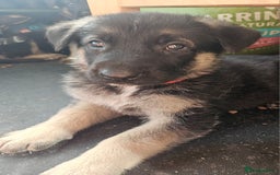 German Shepherd dogs for sale: German Shepard Puppies (Rare Colours) - Image 4