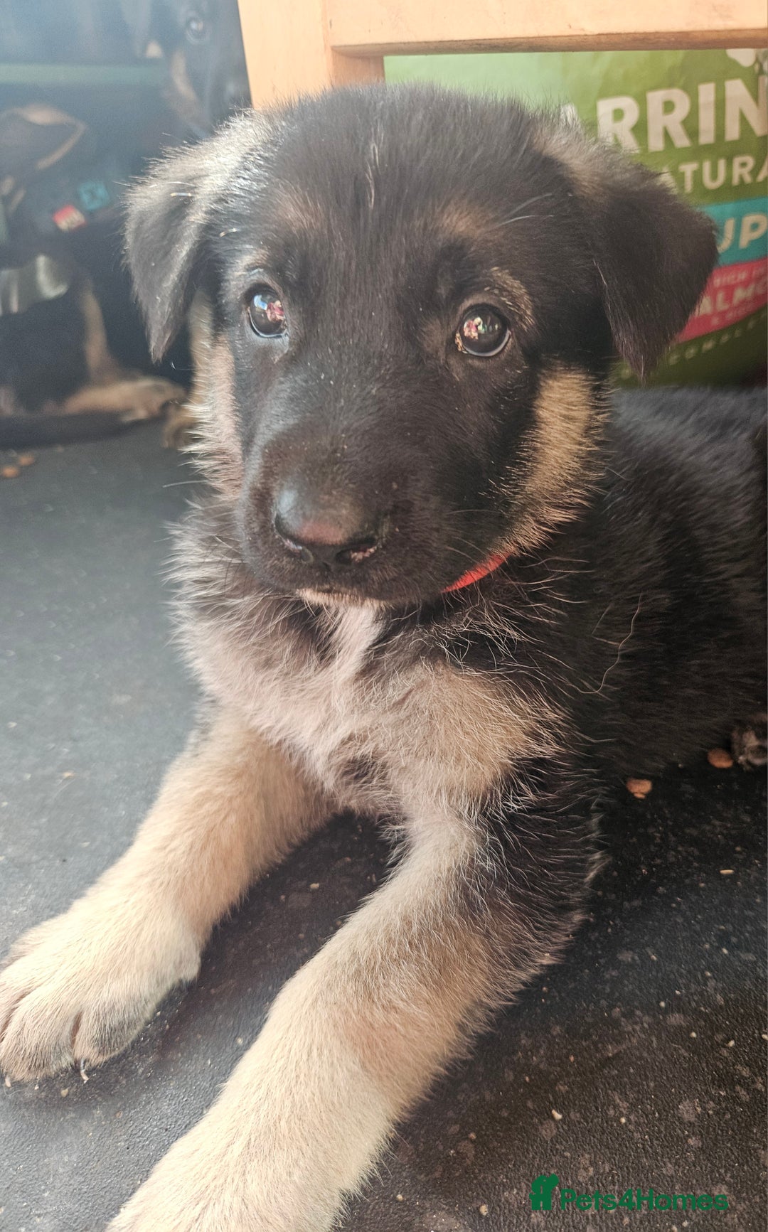 German Shepherd dogs for sale: German Shepard Puppies (Rare Colours) - Image 4